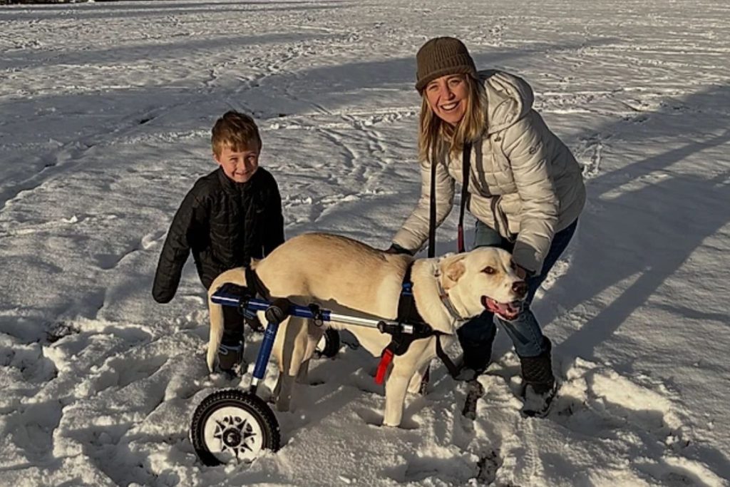 Após duas cirurgias sem sucesso e mais de R$ 56 mil em dívidas, mãe pensou em devolver o cão paralisado, mas o filho a impediu e começou a vender lanches para pagar o tratamento do pet