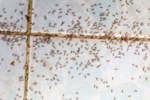A regra dos "4 As" para acabar com as formigas em casa, segundo biólogos