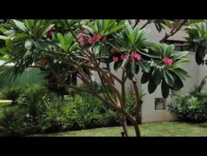 A árvore que não racha o chão, perfuma a casa inteira e ainda cresce em qualquer jardim, segundo agrônomos