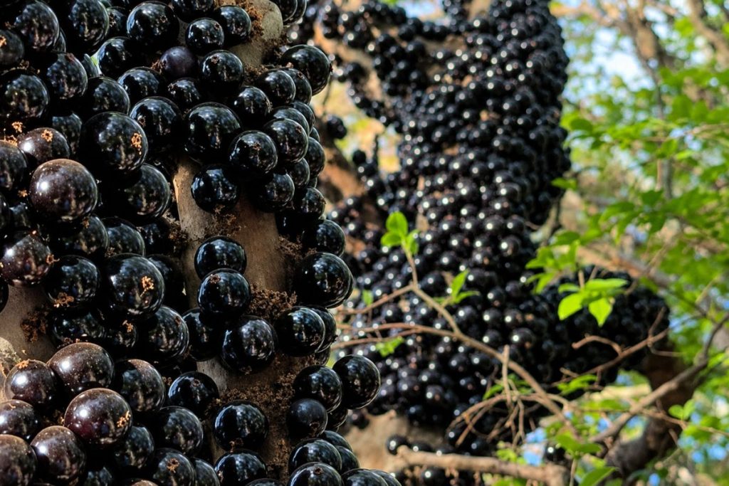 Fazenda Jabuticabal abre pomar para colheita de jabuticabas fora de época em Hidrolândia
