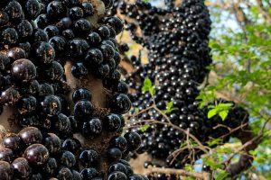 Fazenda Jabuticabal abre pomar para colheita de jabuticabas fora de época em Hidrolândia