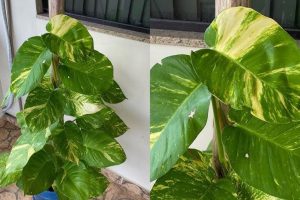 Não é na sala, nem na cozinha: o melhor lugar para colocar a jiboia e atrair boas energias, segundo o feng shui