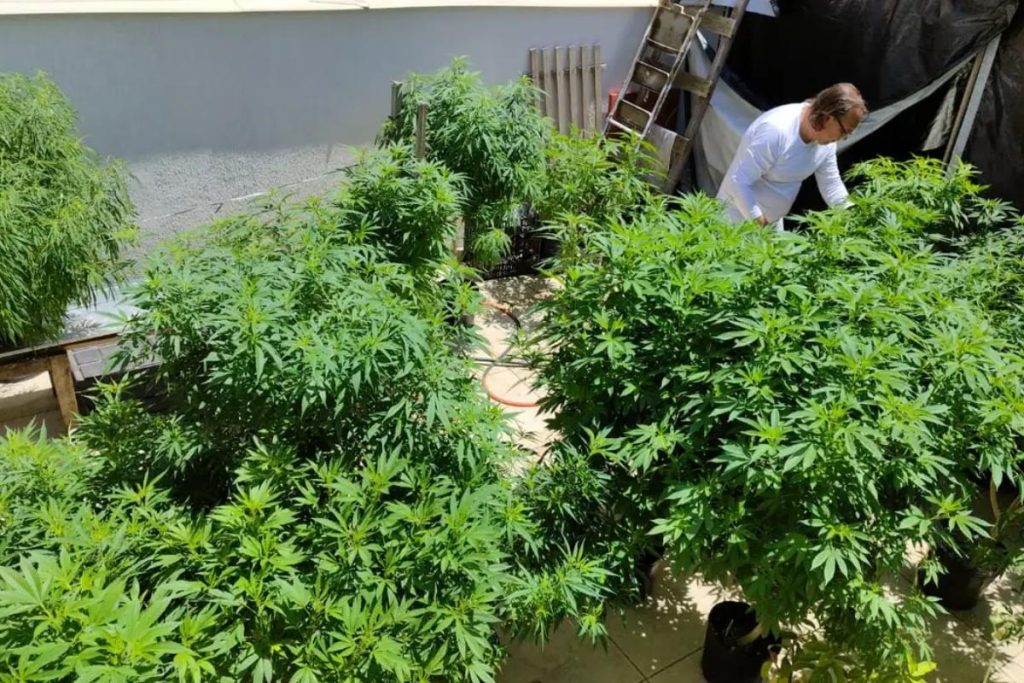 As plantas proibidas de ter em casa que muita gente nem imagina e podem render multa, segundo jardineiros