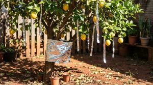 Enrolar o tronco da árvore com papel alumínio: para que serve e por que é recomendado