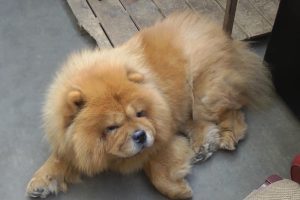 As raças de cachorros que não são recomendadas para quem tem criança em casa, segundo veterinários