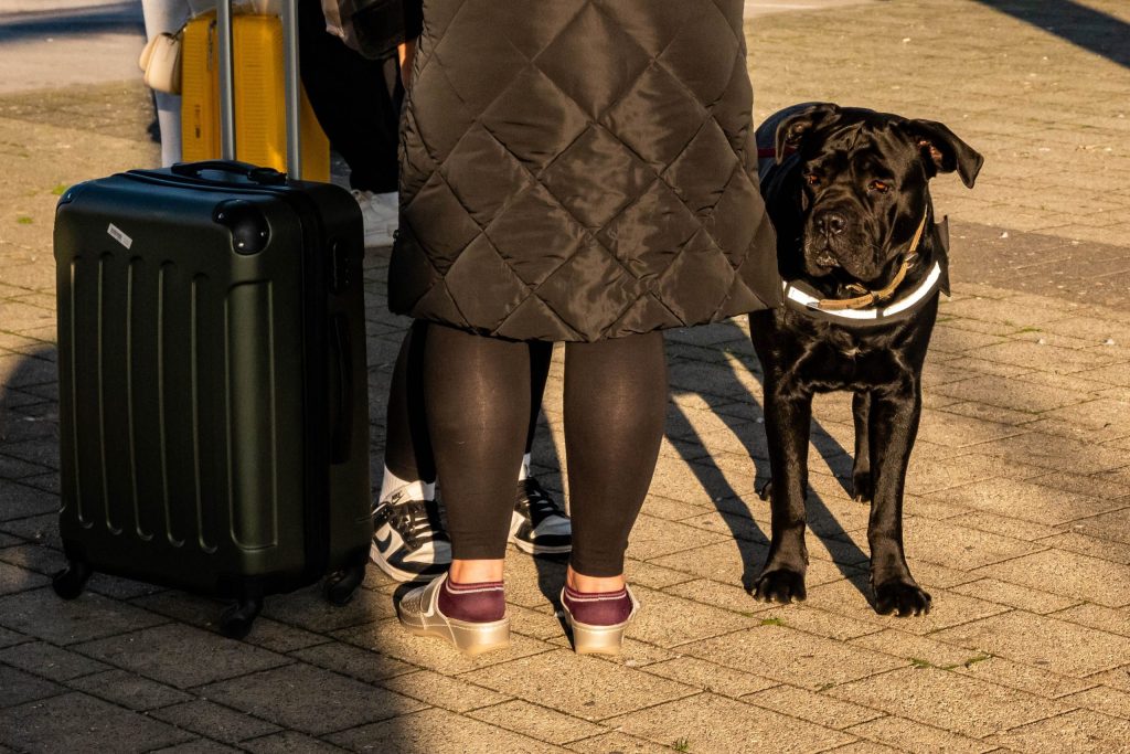 Cane corso
