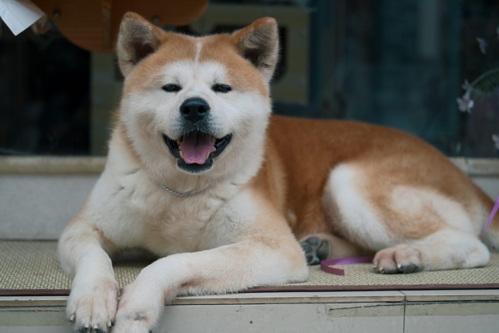 Akita