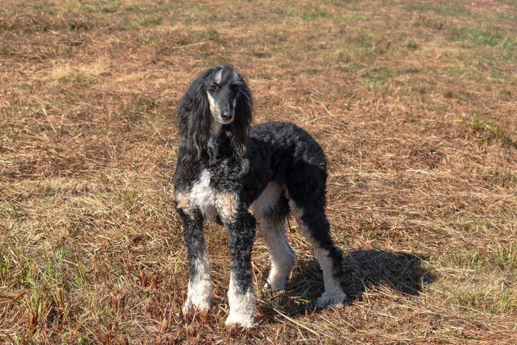 Afghan hound