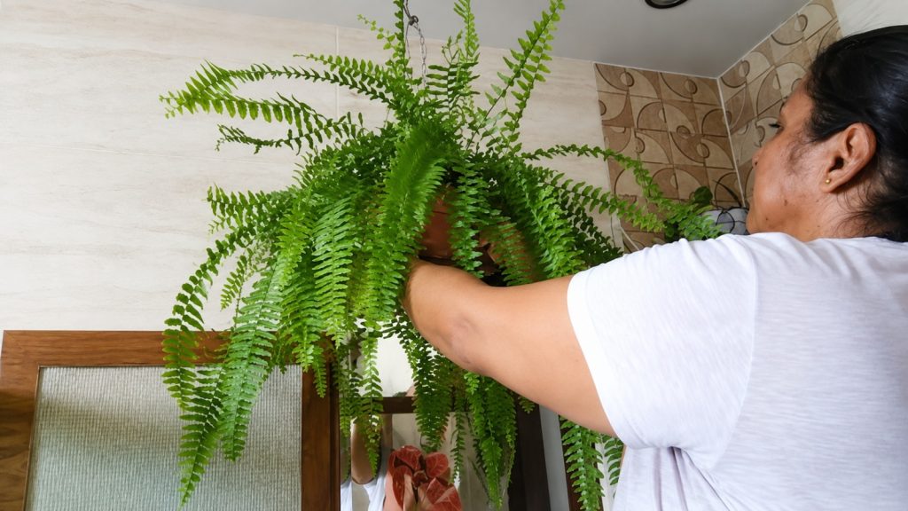 plantas no banheiro para retirar umidade
