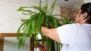 plantas no banheiro para retirar umidade