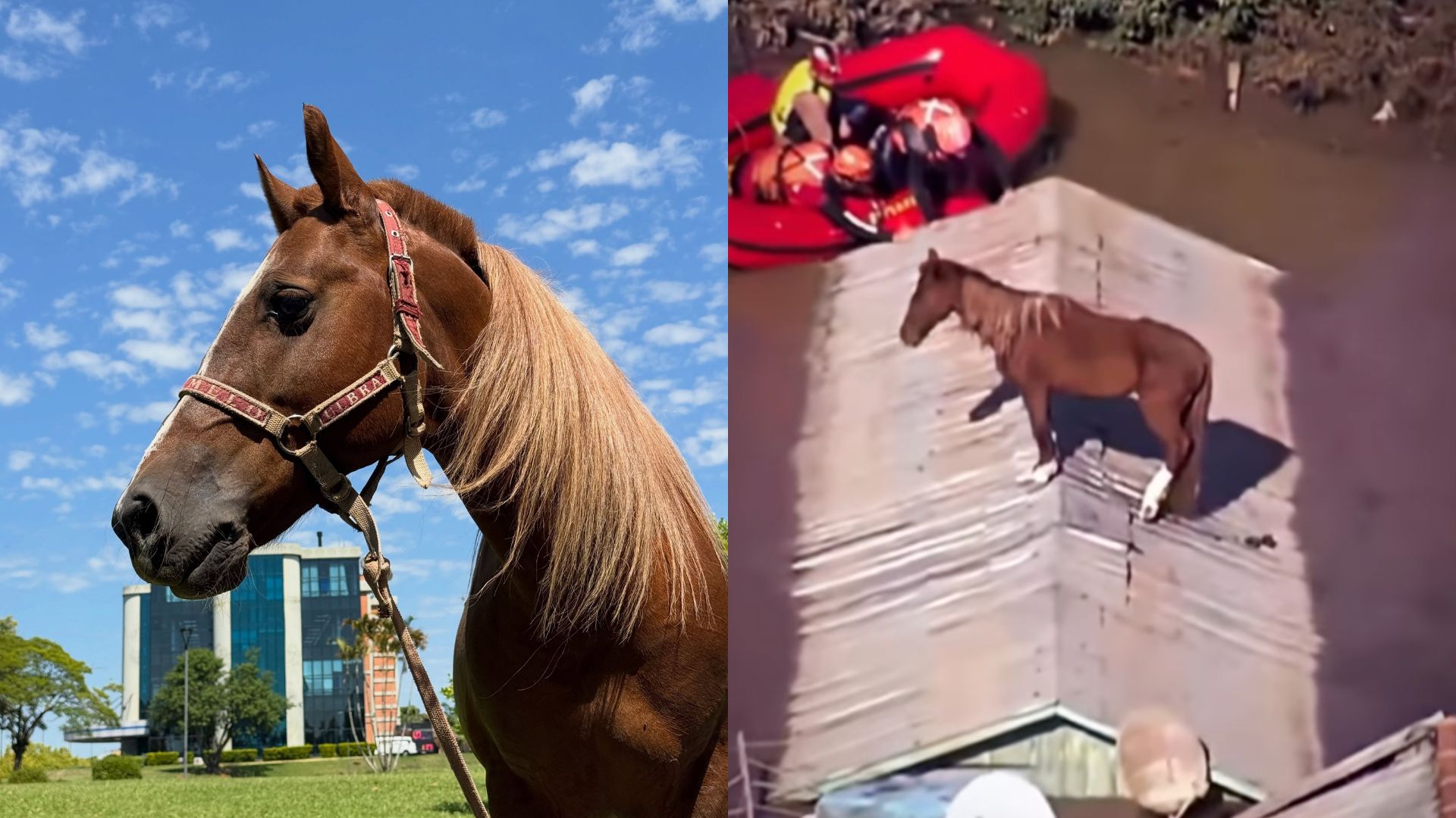 Instituição procura égua para cavalo Caramelo virar pai
