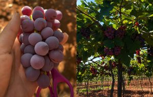 vinicula em goiás