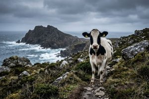 Em 1910, fazendeiros largaram nove vacas numa ilha deserta, e elas sobreviveram sozinhas por mais de 80 anos comendo alga, até que só uma fêmea salvou a raça mais rara do planeta