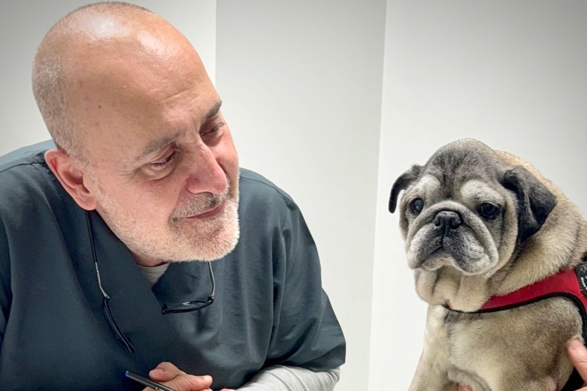 Carlos Rodríguez, veterinário a mais de 6 décadas: "A partir dos 7 anos de idade, um cachorro precisa continuar exercitando suas articulações"