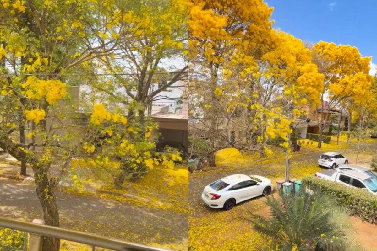 “Chuva de ipês” transforma rua de Goiânia em cenário que parece de filme