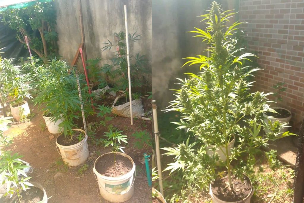 Casal é preso após polícia encontrar 68 pés de maconha, sementes e munições em casa de Anápolis