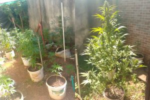 Casal é preso após polícia encontrar 68 pés de maconha, sementes e munições em casa de Anápolis