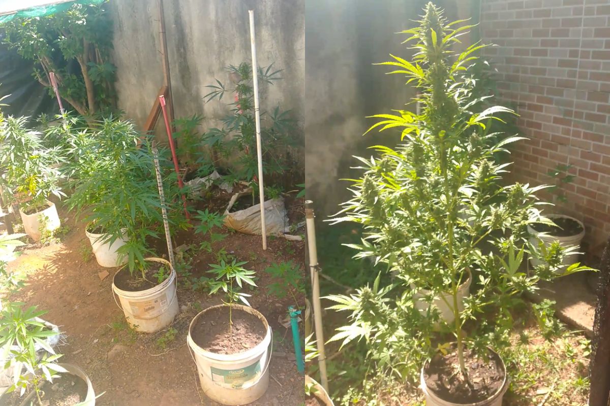 Casal é preso após polícia encontrar 68 pés de maconha, sementes e munições em casa de Anápolis
