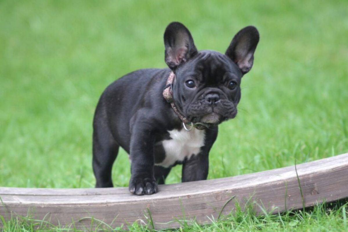 buldogue francês
