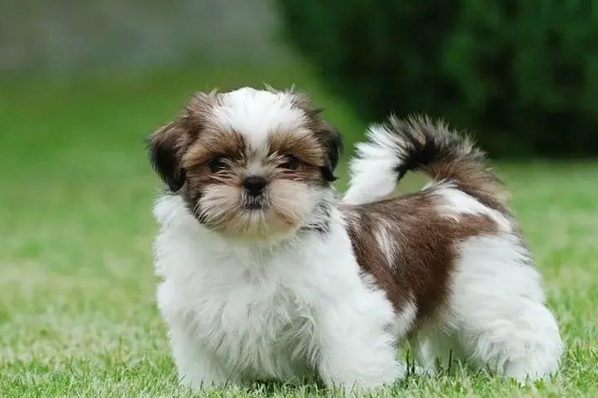 Shih Tzu