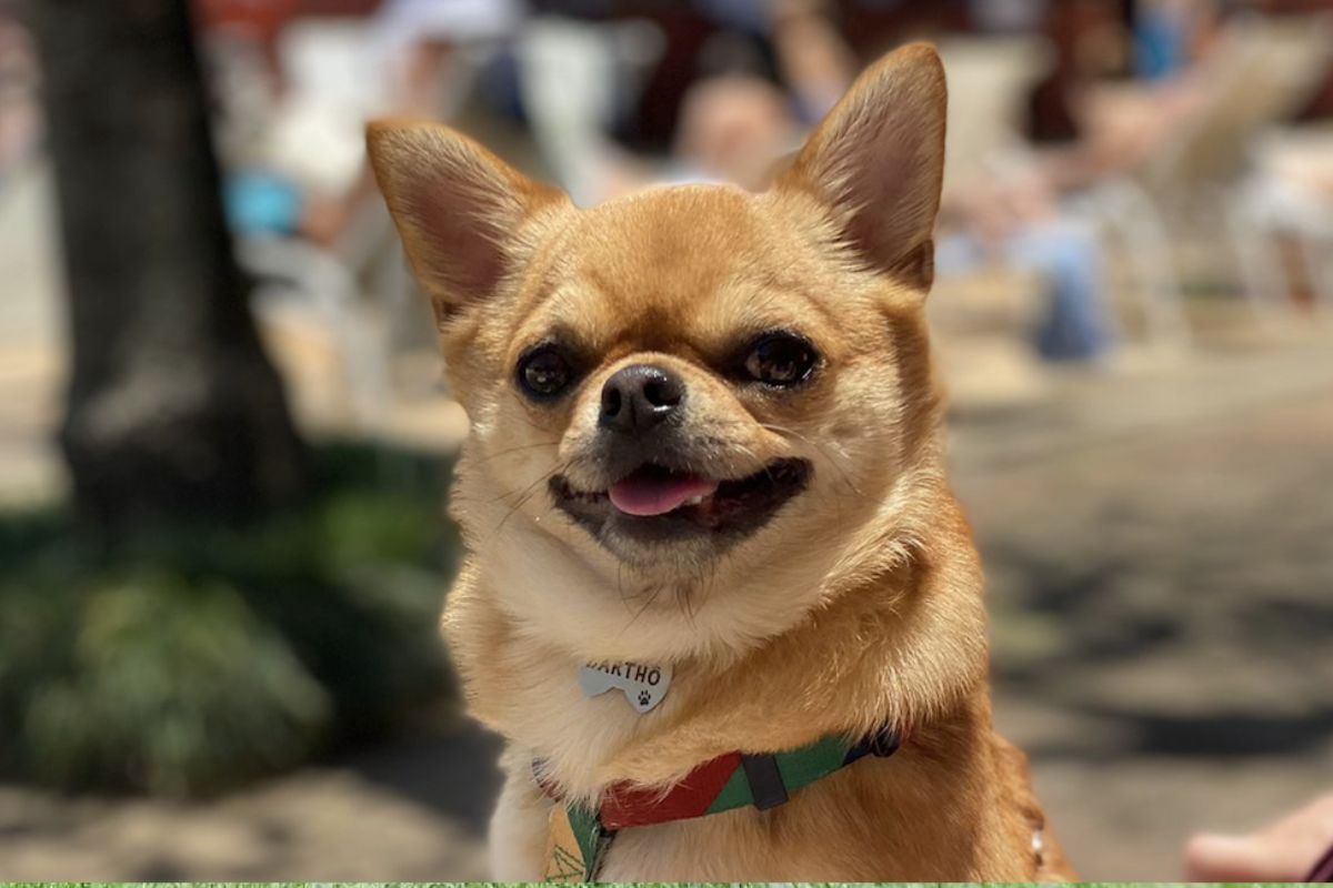 Chihuahua