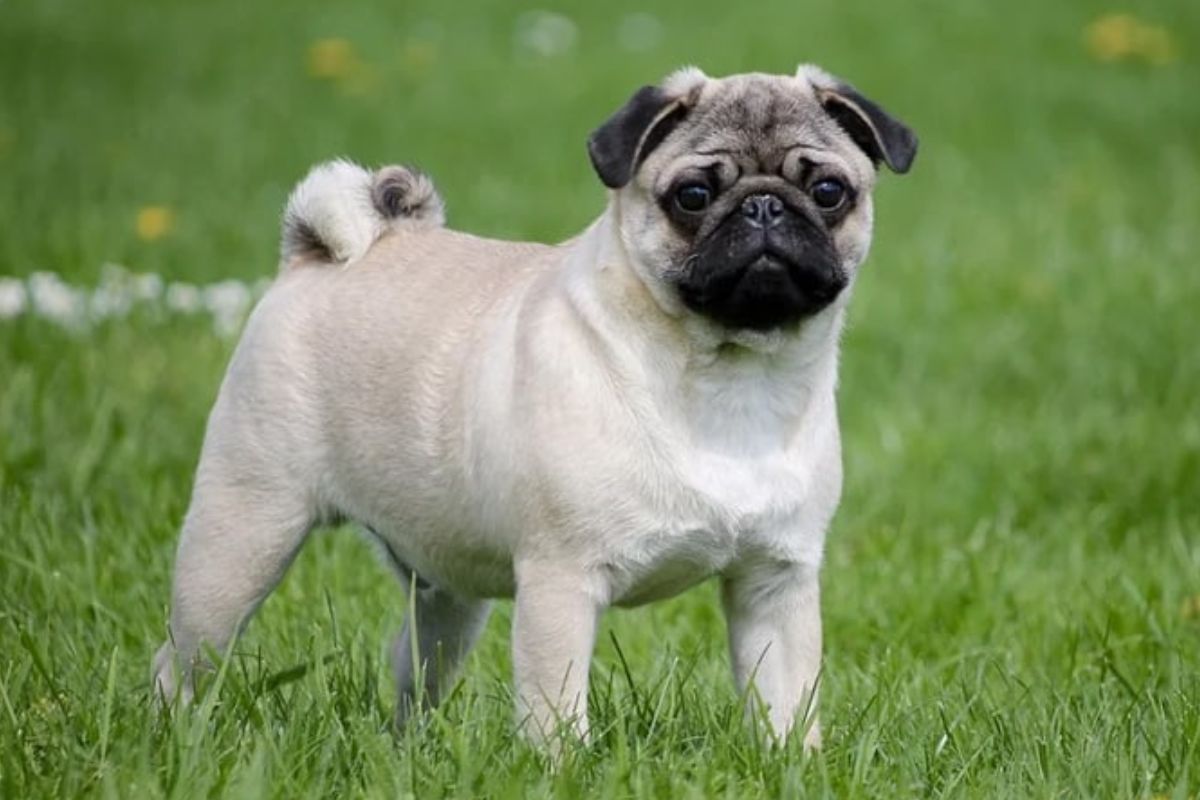 Pug