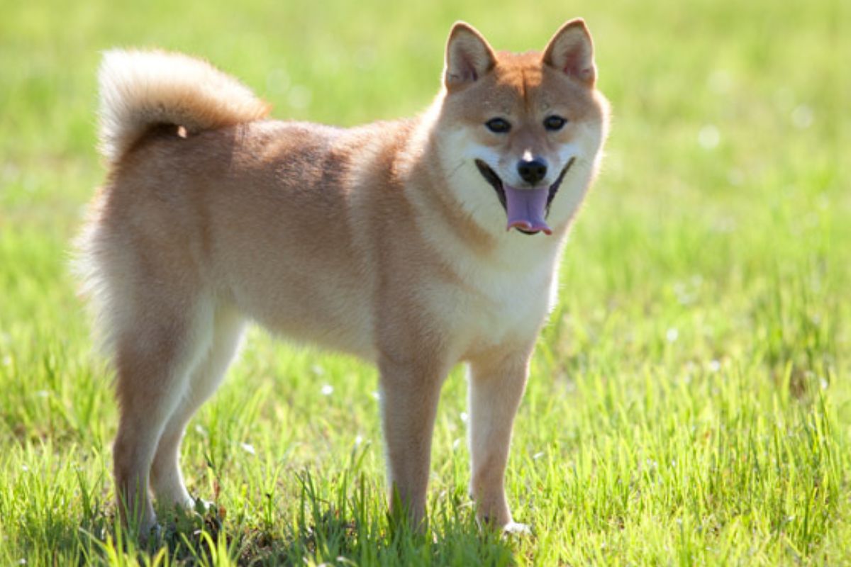 Shiba Inu