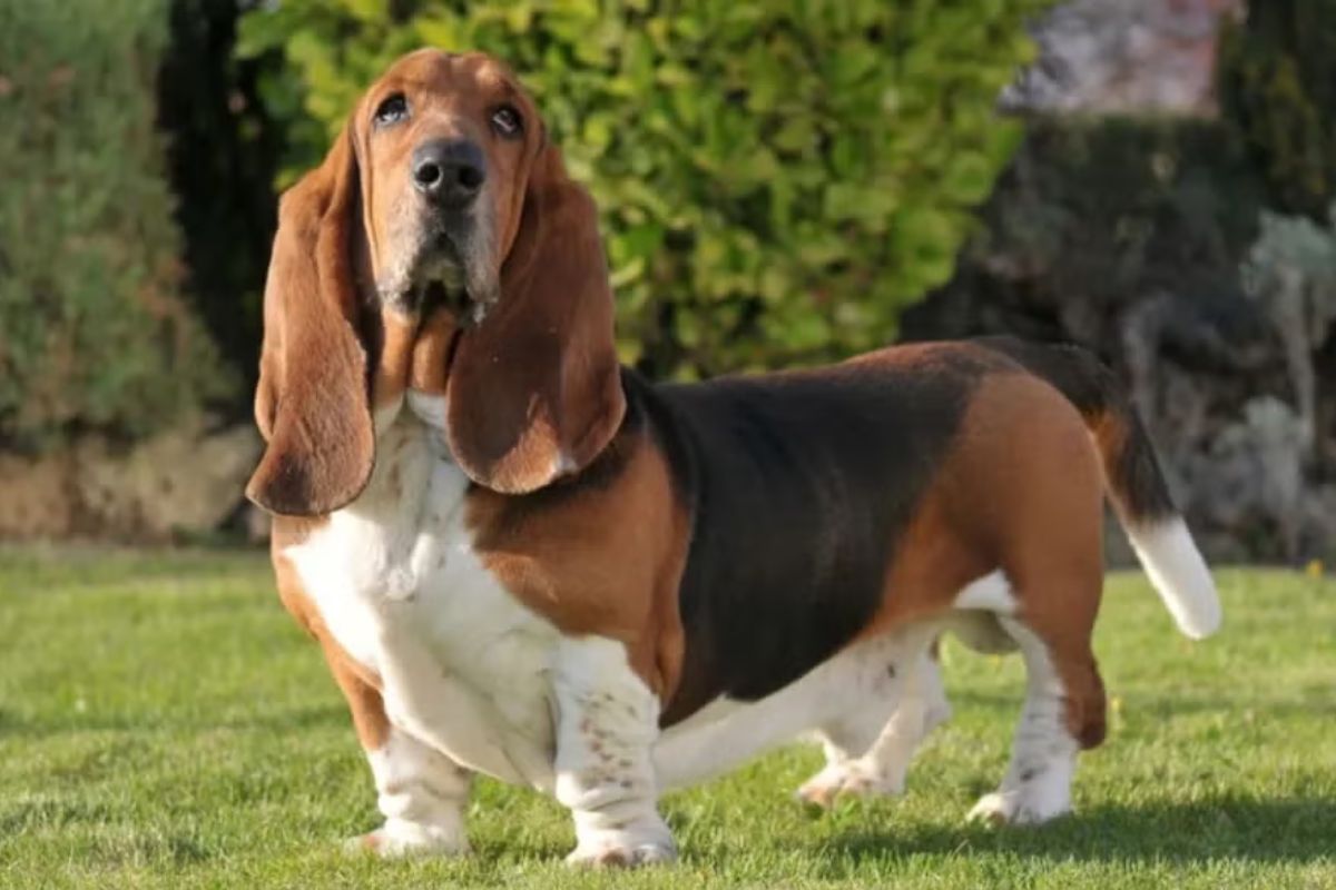 Basset Hound