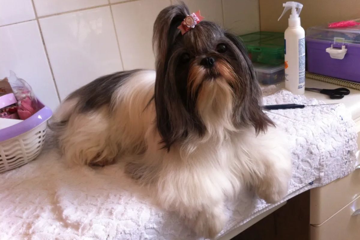 Cachorro shih tzu em casa