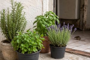 plantas aromáticas e ratos