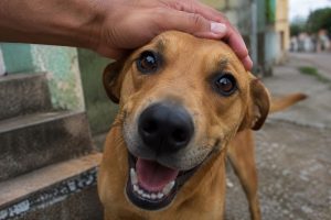 Adestradores de cães concordam: ‘Cumprimentar e acariciar o cachorro ao chegar em casa pode atrapalhar a educação do animal’