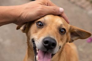 Juan Liquindoli, veterinário: ‘Os cães gostam de carinho, mas nem todo tipo de carícia é agradável para eles’