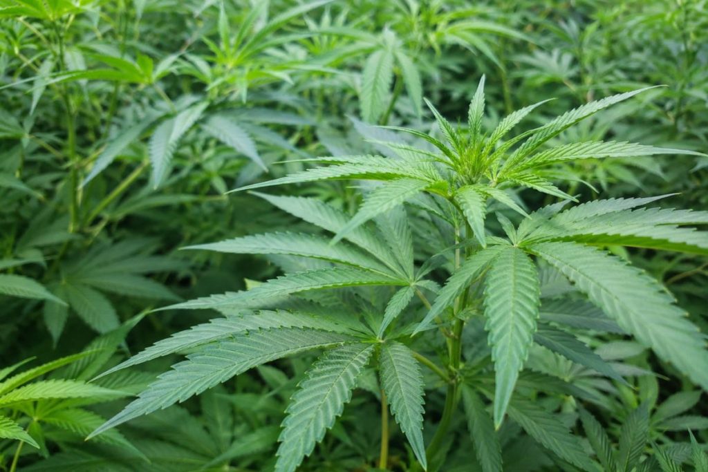 cannabis