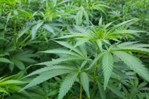 cannabis