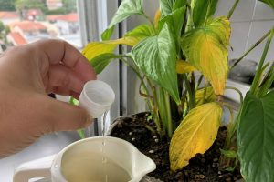 vinagre nas plantas folhas