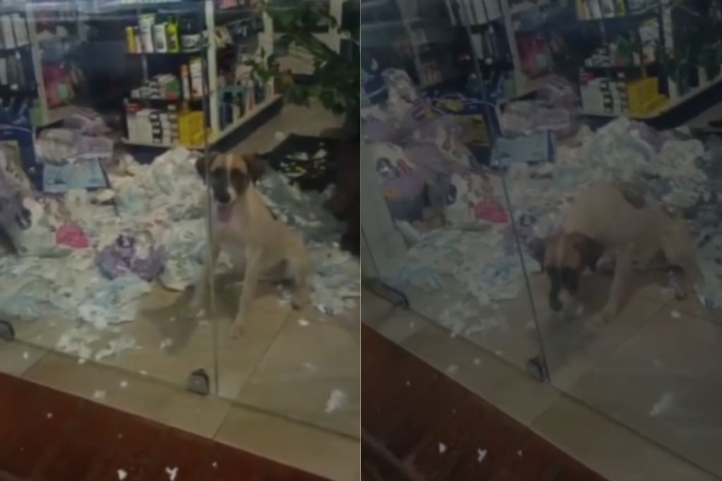Cachorro entra em farmácia, faz a festa durante a madrugada e ‘vandaliza’ estabelecimento em Pontalina