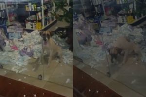 Cachorro entra em farmácia, faz a festa durante a madrugada e ‘vandaliza’ estabelecimento em Pontalina