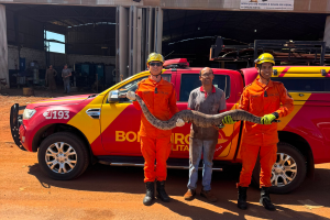 Jiboia de 2,20 metros aparece em estabelecimento e mobiliza bombeiros em Chapadão do Céu