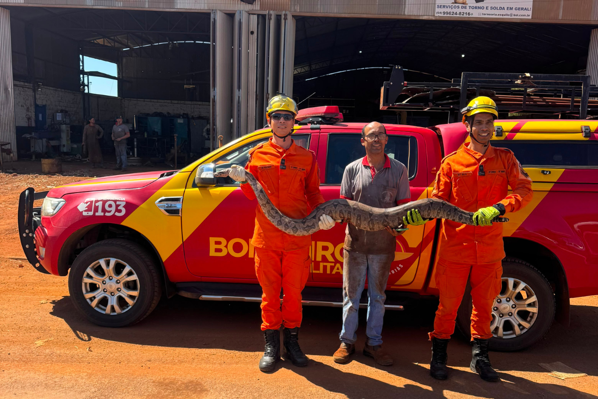Jiboia de 2,20 metros aparece em estabelecimento e mobiliza bombeiros em Chapadão do Céu