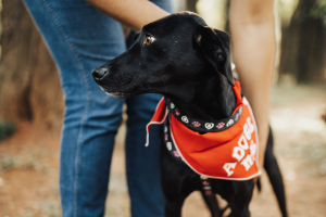 Evento de adoção reúne cães e gatos em busca de um novo lar em Anápolis