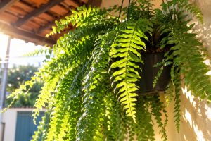 Joan Calderón, jardineiro experiente: “Um dos erros mais comuns de quem tem planta é deixá-las no sol o dia todo”
