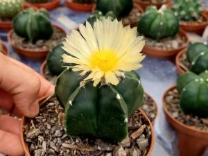 Bazar de plantas em Goiânia