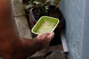 Casos de chikungunya aumentam 609% em Goiânia e acendem alerta