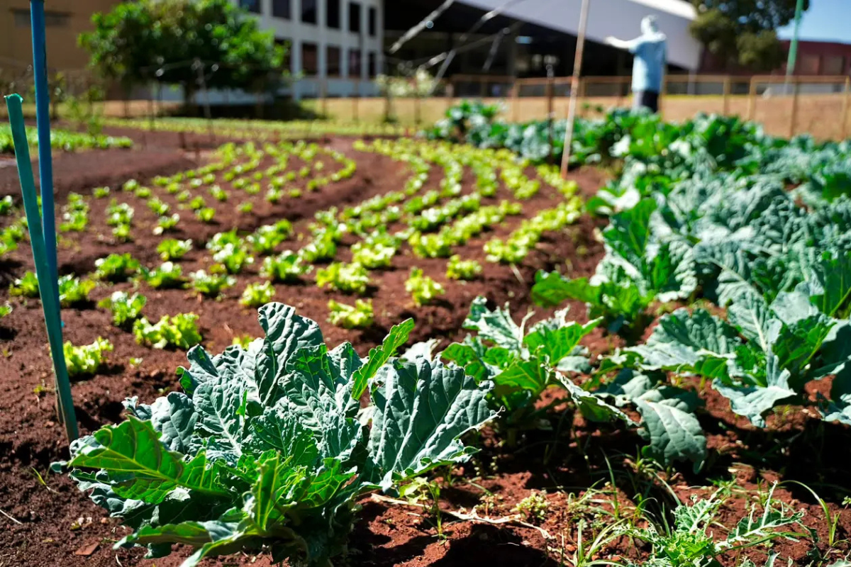 Moradores de Goiânia poderão trocar recicláveis por alimentos; veja como participar