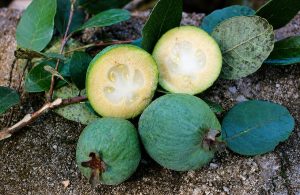 feijoa goiaba-serrana