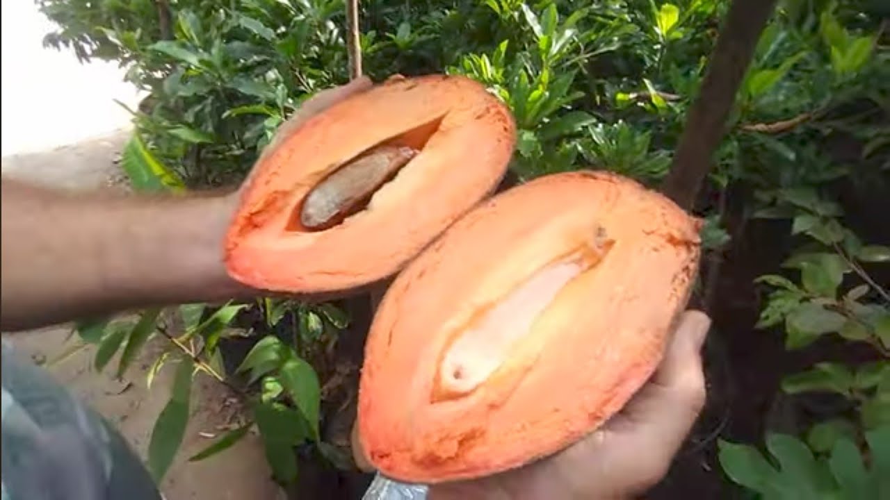 mamey sapote