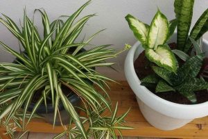 plantas