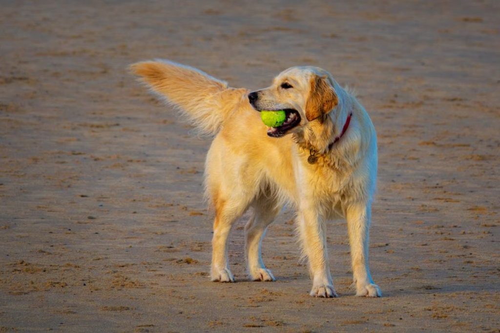 golden retriever
