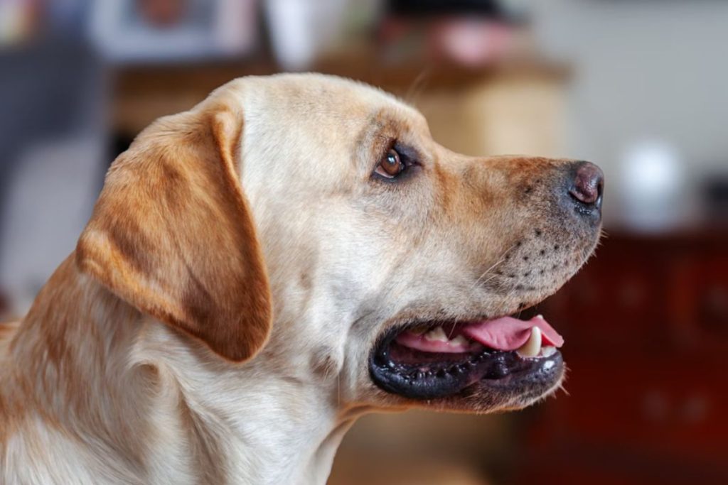 labrador retriever