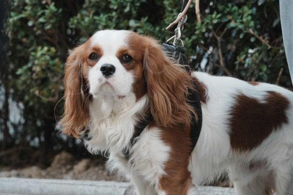 Cavalier King Charles Spaniel